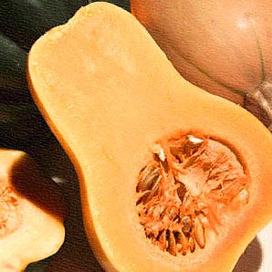 Butternut